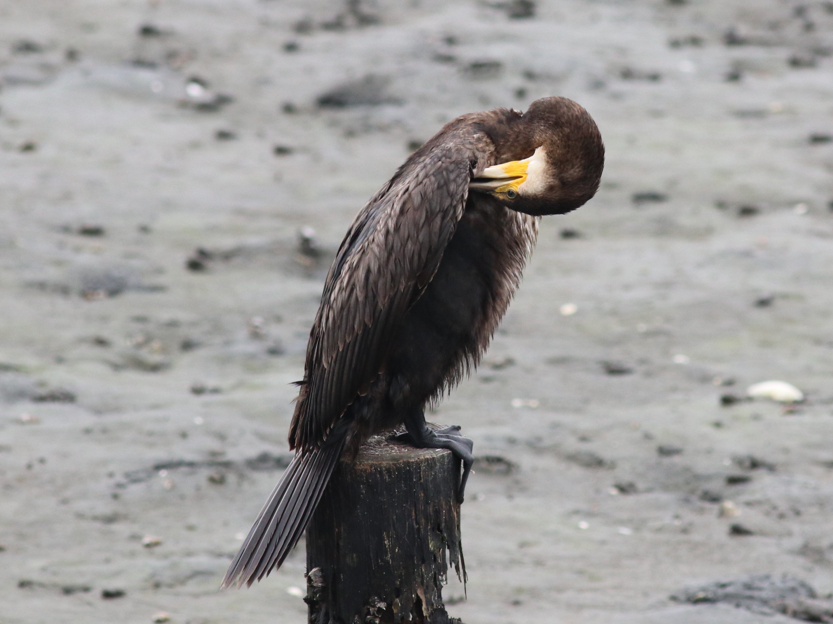 羽繕いするカワウ